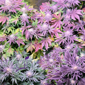 COOKIES USA - PYRAMID SEEDS