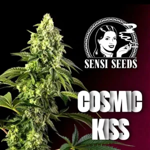 Cosmic Kiss Sensi Seeds