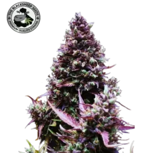 CREAM CARAMEL AUTO- BLACK SHEEP