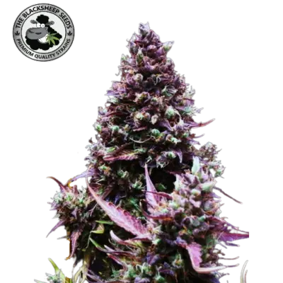 CREAM CARAMEL AUTO- BLACK SHEEP