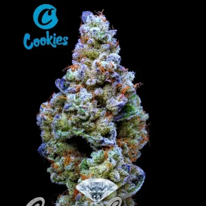Crispy Sugar Anesia Seeds θηλυκοποιημένοι σπόροι κάνναβης freshseeds