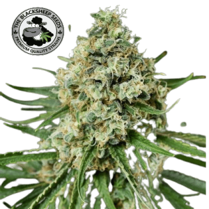 BRUCE BANNER AUTO- BLACK SHEEP