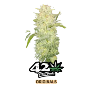 CRITICAL AUTO FASTBUDS ORIGINALS