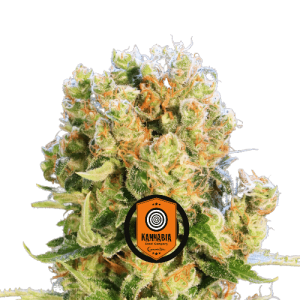 DIESEL GLUE - KANNABIA SEED CO.