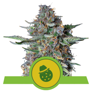 DO-SI-DOS AUTOMATIC - ROYAL QUEEN