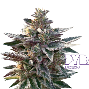 DO SI DOS - PYRAMID SEEDS