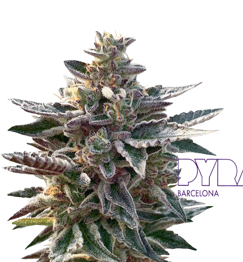 DO SI DOS - PYRAMID SEEDS