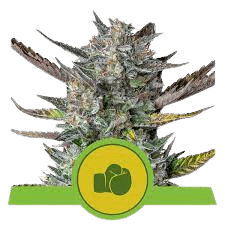 PURPLE PUNCH AUTOMATIC - ROYAL QUEEN