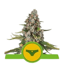 SHERBET QUEEN AUTOMATIC - ROYAL QUEEN