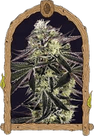 PURPLE SHOT - EXOTIC SEEDS