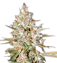 GELATO AUTO - LINEAGE GENETICS