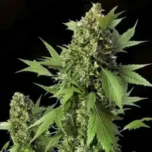 DUCK AUTO DUTCH PASSION