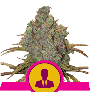 EL PATRON - ROYAL QUEEN