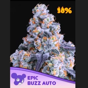 Epic Buzz Auto Anesia Seeds αυτόματοι σπόροι κάνναβης freshseeds