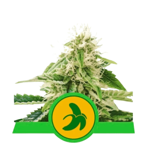 FAT BANANA AUTOMATIC - ROYAL QUEEN