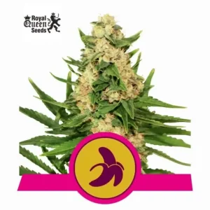 Fat Banana Royal Queen Seeds θηλυκοποιημένοι σπόροι κάνναβης freshseeds