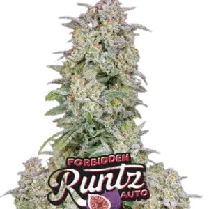 FORBIDDEN RUNTZ AUTO FASTBUDS