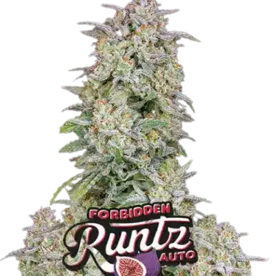 FORBIDDEN RUNTZ AUTO FASTBUDS
