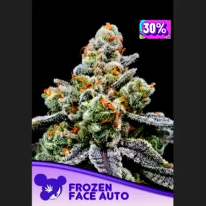 Frozen Face Auto Anesia Seeds αυτόματοι σπόροι κάνναβης freshseeds