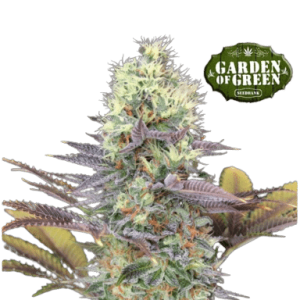 CALI BAY DREAM - GARDEN OF GREEN