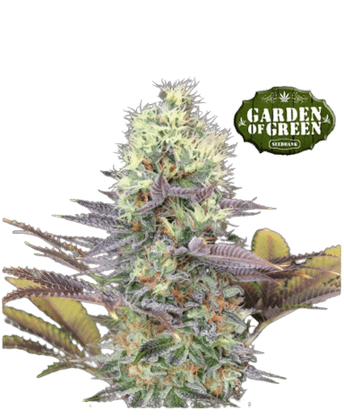 CALI BAY DREAM - GARDEN OF GREEN