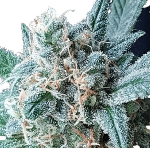 GG4 AUTO- LINEAGE GENETICS