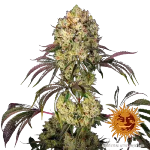 GLOOKIES BARNEY'S FARM