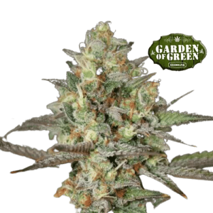 KUSH MASS AUTO - GARDEN OF GREEN