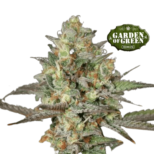 KUSH MASS AUTO - GARDEN OF GREEN