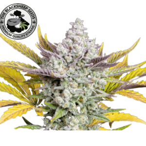 GORILLA GLUE AUTO - BLACK SHEEP