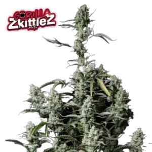 GORILLA ZKITTLEZ AUTO FASTBUDS