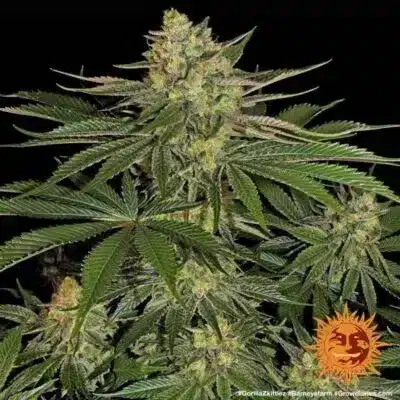 GORILLA ZKITTLEZ BARNEYS FARM