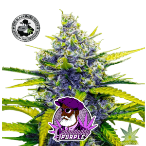 GRANDADDY PURPLE BLACK SHEEP