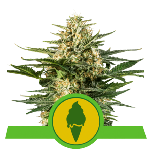 GREEN GELATO AUTO ROYAL QUEEN