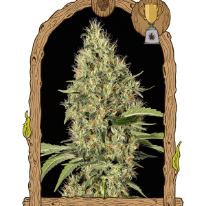 GYPSY WIDOW EXOTIC SEEDS
