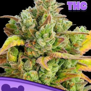 Honey Fried Bananas Anesia seeds