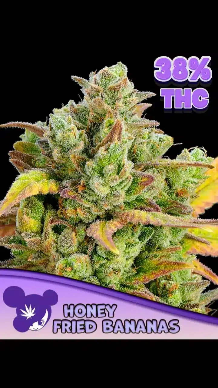 Honey Fried Bananas Anesia seeds