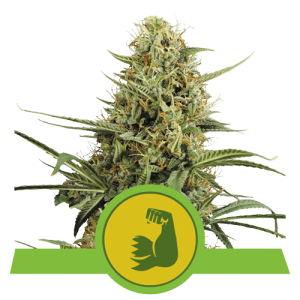 HULKBERRY AUTO ROYAL QUEEN