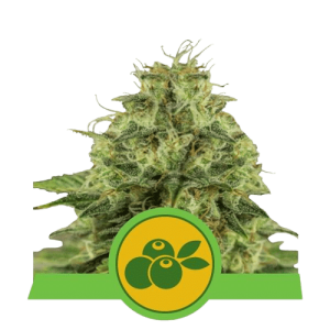 MIMOSA AUTOMATIC ROYAL QUEEN