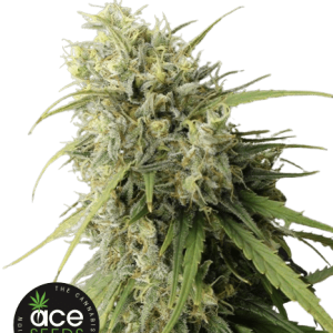 C5 HAZE X KALI CHINA - ACE SEEDS