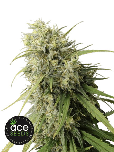 C5 HAZE X KALI CHINA - ACE SEEDS