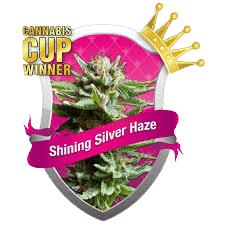 SHINING SILVER HAZE - ROYAL QUEEN