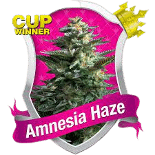 AMNESIA HAZE - ROYAL QUEEN