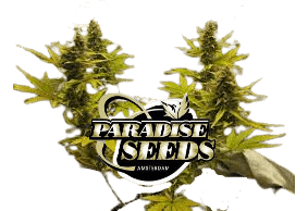 AUTOMARIA 2 - PARADISE SEEDS