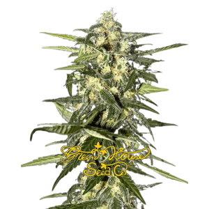 JACK HERER AUTO GREENHOUSE SEEDS