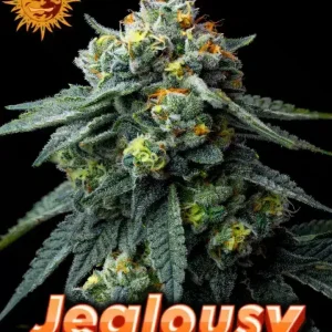 Jealousy Barneys Farm