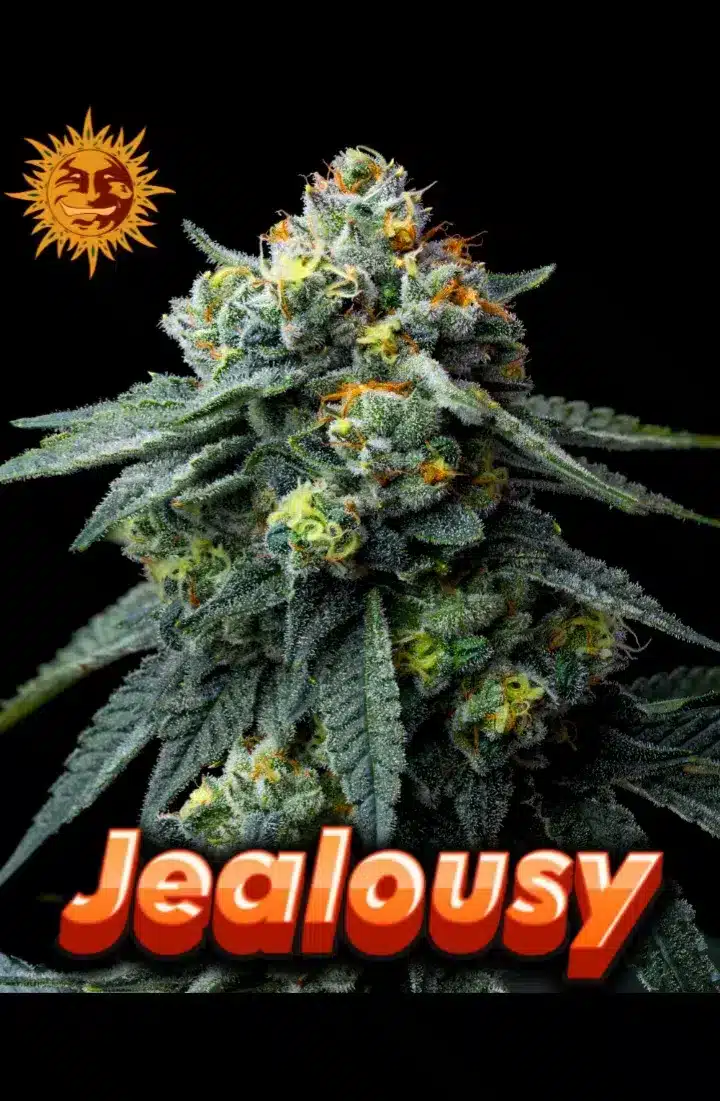 Jealousy Barneys Farm