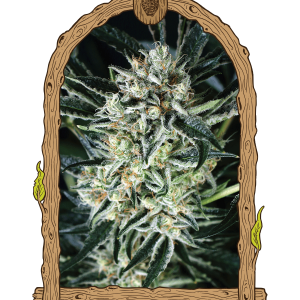 JELLY BANANEN - EXOTIC SEEDS