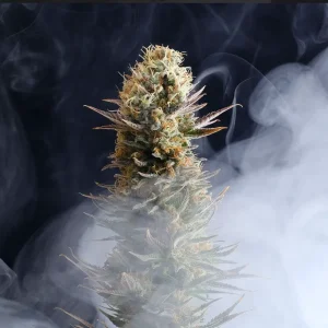 Kaboom Kannabia θηλυκοποιημένοι σπόροι κάνναβης freshseeds