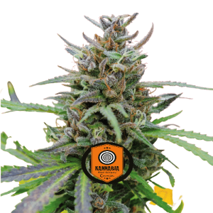 BABY BOOM AUTO - KANNABIA SEED CO.